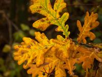 Herbstliches Eichenlaub